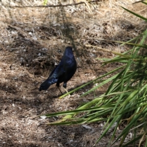 Ptilonorhynchus violaceus at Stromlo, ACT - 10 Mar 2023