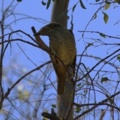 Ptilonorhynchus violaceus at Stromlo, ACT - 10 Mar 2023