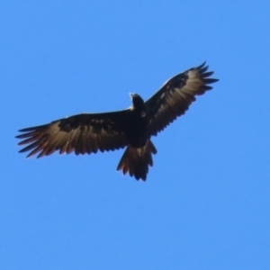 Aquila audax at Stromlo, ACT - 10 Mar 2023 11:43 AM