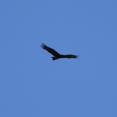 Aquila audax at Stromlo, ACT - 10 Mar 2023