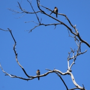 Hirundo neoxena at Stromlo, ACT - 10 Mar 2023