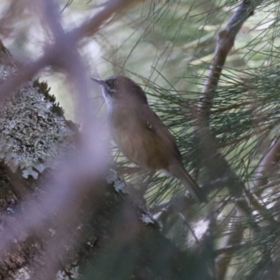 Sericornis frontalis (White-browed Scrubwren) at Stromlo, ACT - 10 Mar 2023 by RodDeb