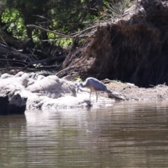 Egretta novaehollandiae (White-faced Heron) at Stony Creek - 10 Mar 2023 by RodDeb