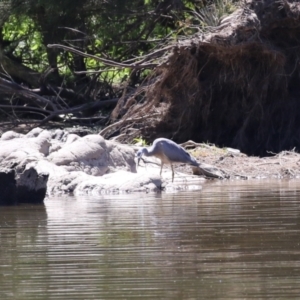 Egretta novaehollandiae at Coree, ACT - 10 Mar 2023