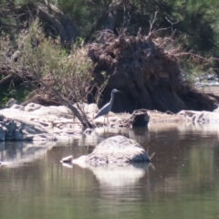 Egretta novaehollandiae at Coree, ACT - 10 Mar 2023