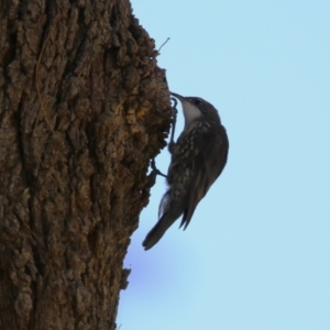 Cormobates leucophaea at Stromlo, ACT - 10 Mar 2023