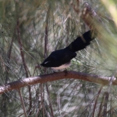 Rhipidura leucophrys (Willie Wagtail) at Stromlo, ACT - 10 Mar 2023 by RodDeb