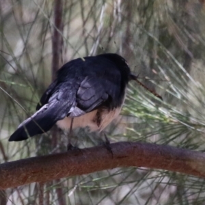 Rhipidura leucophrys at Stromlo, ACT - 10 Mar 2023 01:39 PM