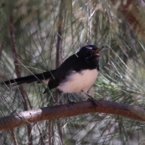 Rhipidura leucophrys at Stromlo, ACT - 10 Mar 2023 01:39 PM