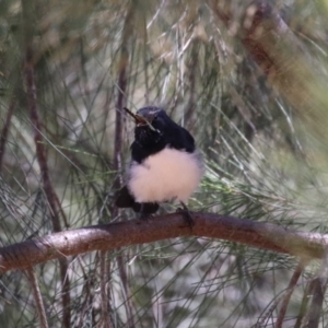 Rhipidura leucophrys at Stromlo, ACT - 10 Mar 2023 01:39 PM