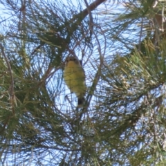 Acanthiza nana (Yellow Thornbill) at Stromlo, ACT - 10 Mar 2023 by RodDeb