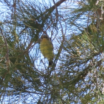 Acanthiza nana (Yellow Thornbill) at Stromlo, ACT - 10 Mar 2023 by RodDeb