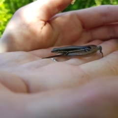 Morethia boulengeri at Greenleigh, NSW - 11 Mar 2023