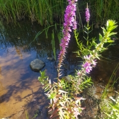 Lythrum salicaria (Purple Loosestrife) at Karabar, NSW - 10 Mar 2023 by danswell