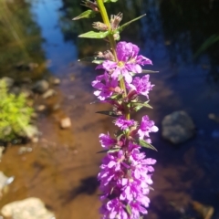 Lythrum salicaria at Karabar, NSW - 10 Mar 2023