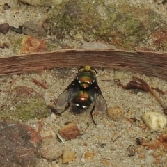 Amenia chrysame at Thirlmere, NSW - 28 Feb 2023 by GlossyGal