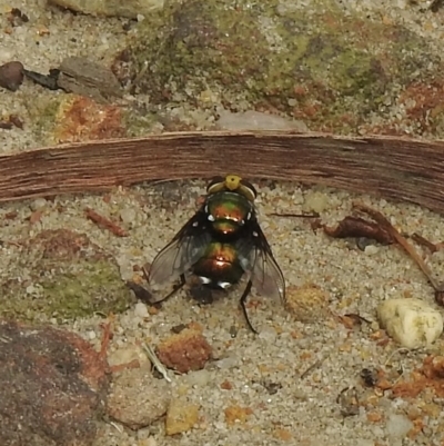 Amenia chrysame at Thirlmere, NSW - 28 Feb 2023 by GlossyGal