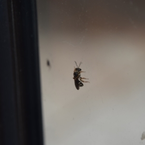 Lasioglossum (Chilalictus) bicingulatum at Greenleigh, NSW - 11 Mar 2023