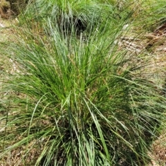 Carex appressa (Tall Sedge) at Bango Nature Reserve - 11 Mar 2023 by trevorpreston