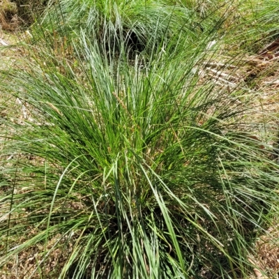 Carex appressa (Tall Sedge) at Bango Nature Reserve - 11 Mar 2023 by trevorpreston