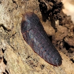 Laxta granicollis (Common bark or trilobite cockroach) at Bango, NSW - 11 Mar 2023 by trevorpreston