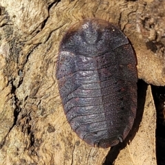 Laxta granicollis at Bango, NSW - 11 Mar 2023