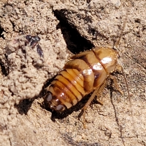 Robshelfordia sp. (genus) at Bango, NSW - 11 Mar 2023