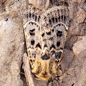 Proteuxoa sanguinipuncta at Bango, NSW - 11 Mar 2023