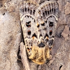 Proteuxoa sanguinipuncta at Bango, NSW - 11 Mar 2023