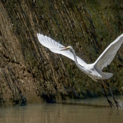 Ardea alba (Great Egret) at Moss Vale, NSW - 4 Feb 2023 by Wildlifelover57