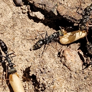 Myrmecia sp., pilosula-group at Bango, NSW - 11 Mar 2023 02:20 PM