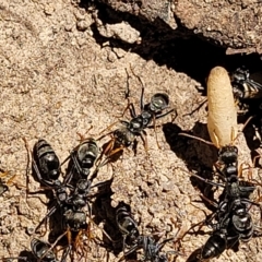 Myrmecia sp., pilosula-group at Bango, NSW - 11 Mar 2023 02:20 PM