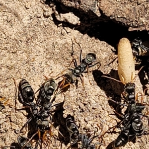 Myrmecia sp., pilosula-group at Bango, NSW - 11 Mar 2023 02:20 PM