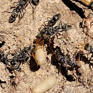 Myrmecia sp., pilosula-group at Bango, NSW - 11 Mar 2023 02:20 PM