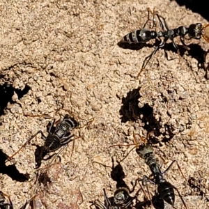 Myrmecia sp., pilosula-group at Bango, NSW - 11 Mar 2023 02:20 PM