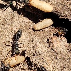 Myrmecia sp., pilosula-group at Bango, NSW - 11 Mar 2023 02:20 PM