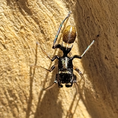 Myrmarachne luctuosa (Polyrachis Ant Mimic Spider) at Bango, NSW - 11 Mar 2023 by trevorpreston