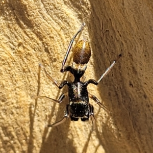 Myrmarachne luctuosa at Bango, NSW - 11 Mar 2023 02:05 PM