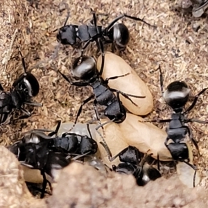 Polyrhachis phryne at Bango, NSW - 11 Mar 2023