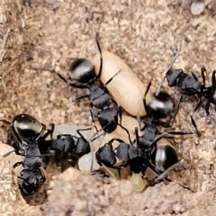 Polyrhachis phryne at Bango, NSW - 11 Mar 2023