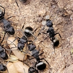 Polyrhachis phryne at Bango, NSW - 11 Mar 2023 02:03 PM