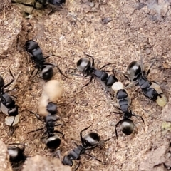 Polyrhachis phryne at Bango, NSW - 11 Mar 2023