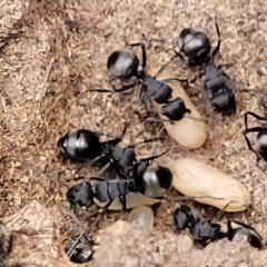 Polyrhachis phryne at Bango, NSW - 11 Mar 2023