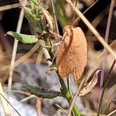 Garrha leucerythra at Bango, NSW - 11 Mar 2023