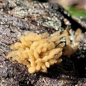 Arcyria sp. (genus) at Bango, NSW - 11 Mar 2023