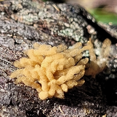 Arcyria sp. (genus) (A slime mould) at Bango, NSW - 11 Mar 2023 by trevorpreston