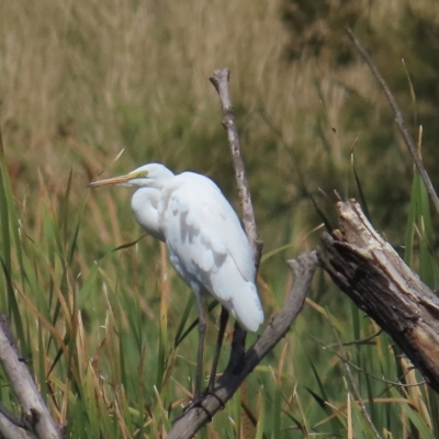 Ardea alba (Great Egret) at Fyshwick, ACT - 11 Mar 2023 by TomW