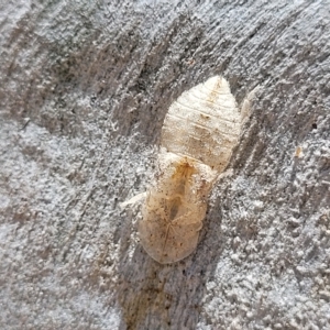 Ledromorpha planirostris at Bango, NSW - 11 Mar 2023