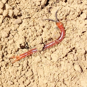 Cormocephalus aurantiipes at Bango, NSW - 11 Mar 2023 01:42 PM