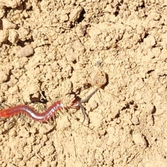 Cormocephalus aurantiipes at Bango, NSW - 11 Mar 2023 01:42 PM